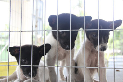 SSPCA