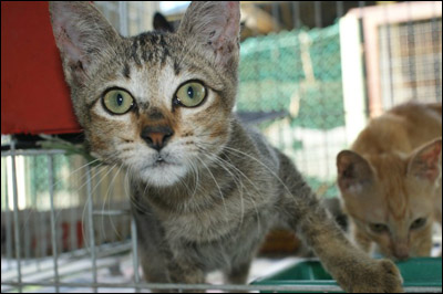 SSPCA
